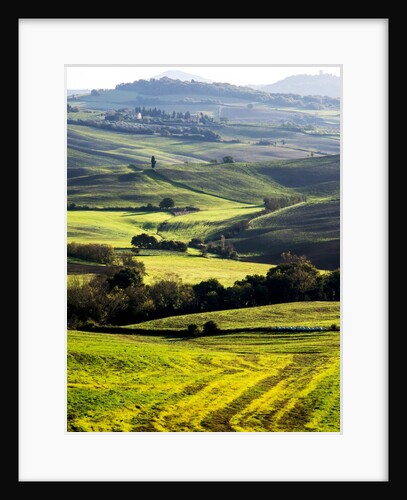 Morning light over the fields of Winter Wheat above the Tuscan Landscape by Anonymous