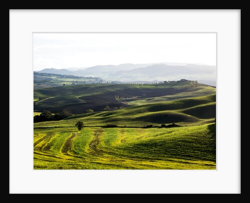Morning light over the fields of Winter Wheat above the Tuscan Landscape by Anonymous