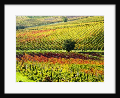 Autumn Vineyards in full color near Montepulciano by Anonymous