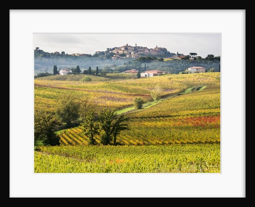 Autumn Vineyards in full color near Montepulciano by Anonymous