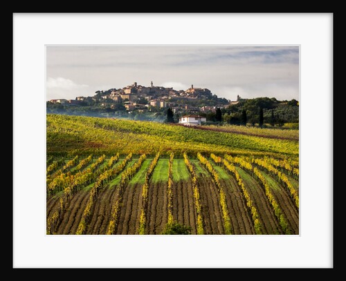 Autumn Vineyards in full color near Montepulciano by Anonymous