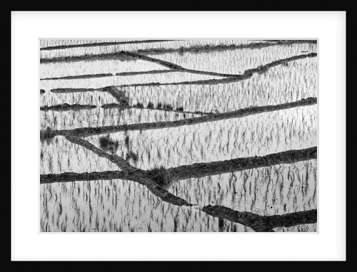 Pattern of paddy rice cultivation field by Anonymous