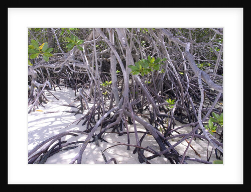 Tangle of mangrove root by Anonymous