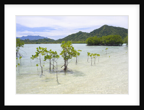 Young and mature mangrove trees by Anonymous
