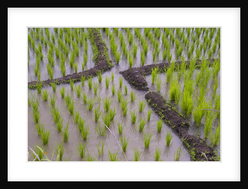 Patterns and shapes of paddy rice field by Anonymous