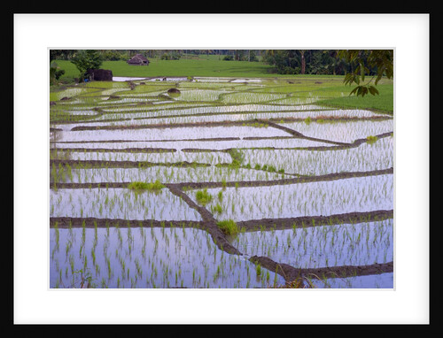 Patterns and shapes of paddy rice field by Anonymous