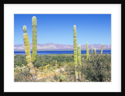 Cardon Cactus at Bahia Concepcion by Anonymous