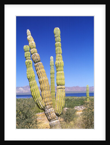 Pachycereus pringlei by Anonymous