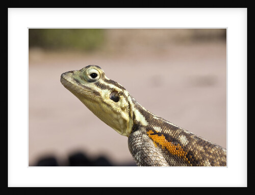 Female Common Agama head (Agama agama) by Anonymous