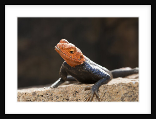 Male Common Agama head (Agama agama) by Anonymous
