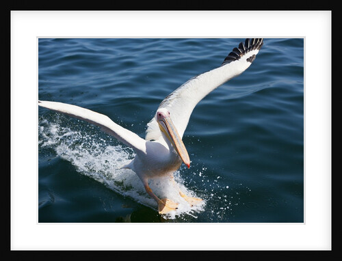 Great White Pelican landing on ocean (Pelecanus onocrotalus) by Anonymous