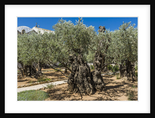 Mount of Olives, Church of All Nations (also known as the Church or Basilica of the Agony), the Garden of Gethsemane by Anonymous