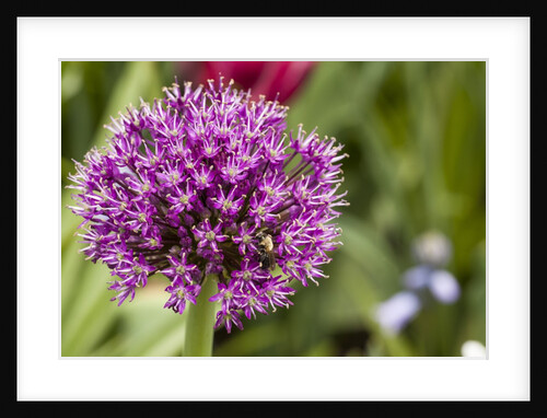 Purple Allium Flower by Anonymous
