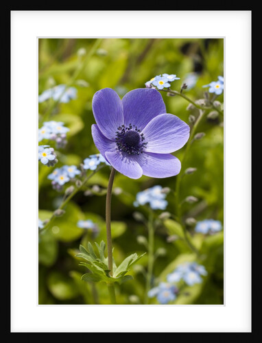 Violet Anemone Flower by Anonymous