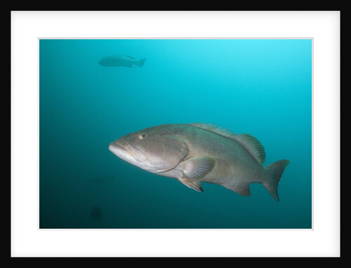 Pacific Goliath Grouper (Epinephelus quinquefasciatus) by Anonymous