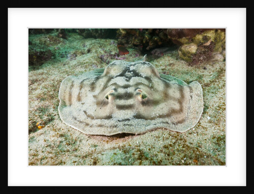 Reticulated Round Ray (Urobatis concentricus) by Anonymous