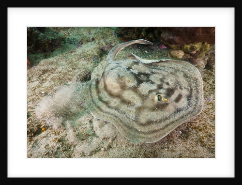 Reticulated Round Ray (Urobatis concentricus) by Anonymous