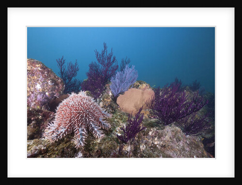 Crown-of-Thorns Starfish (Acanthaster planci) by Anonymous