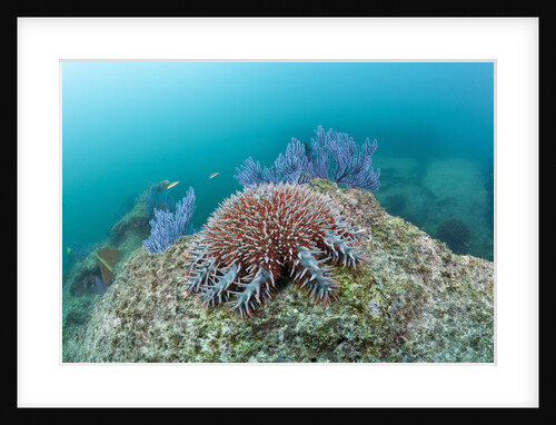 Crown-of-Thorns Starfish (Acanthaster planci) by Anonymous