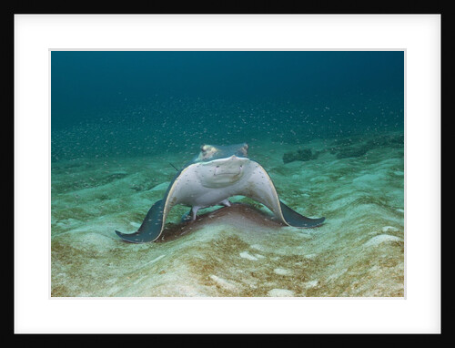 Bat Ray (Myliobatis californica) by Anonymous