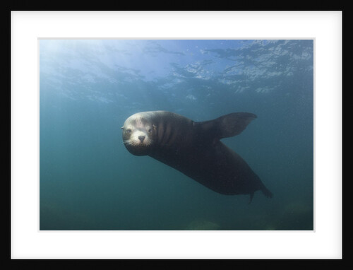 Californian Sea Lion (Zalophus californianus) by Anonymous
