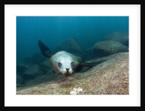 Californian Sea Lion (Zalophus californianus) by Anonymous