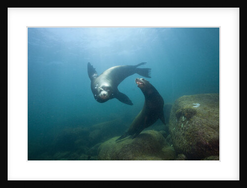 Californian Sea Lion (Zalophus californianus) by Anonymous
