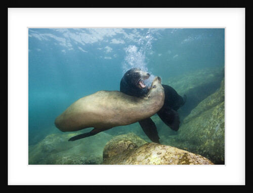 Californian Sea Lion (Zalophus californianus) by Anonymous