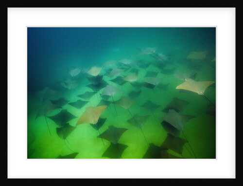 Pacific Cownose Rays (Rhinoptera steindachneri) by Anonymous