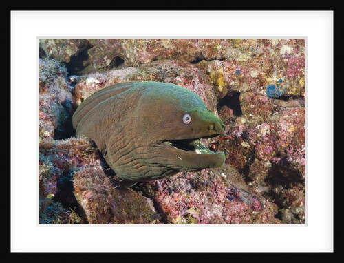 Panamic Green Moray Eel (Gymnothorax castaneus) by Anonymous