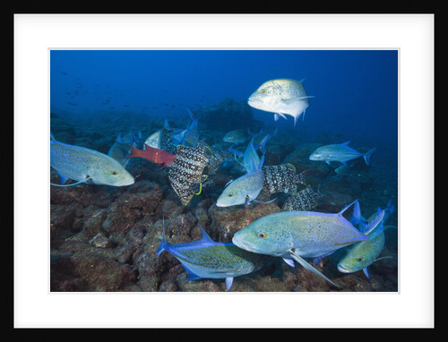 Bluefin Trevally (Caranx melampygus) and Leather Bass (Dermatolepis dermatolepis) by Anonymous