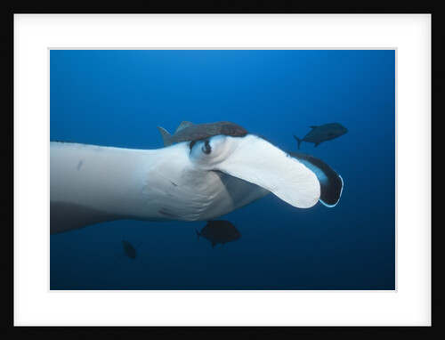 Manta Ray head (Manta birostris) by Anonymous