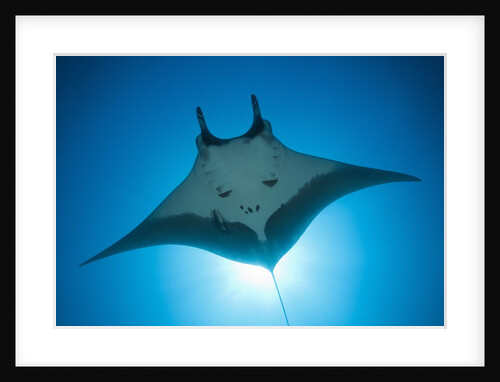 Manta Ray with Remora (Manta birostris) by Anonymous