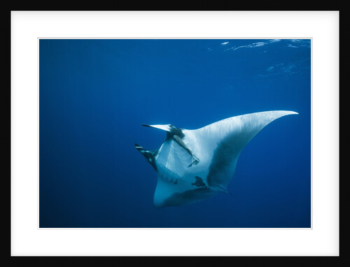 Manta Ray with Remora (Manta birostris) by Anonymous