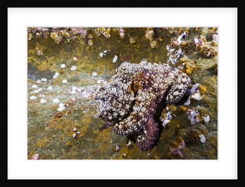 Common Octopus (Octopus vulgaris) by Anonymous