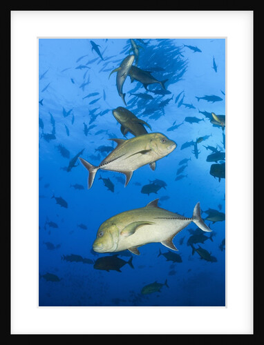 Black Trevally (Caranx lugubris) by Anonymous