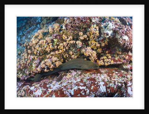 Panamic Green Moray Eel (Gymnothorax castaneus) by Anonymous