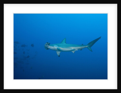 Scalloped Hammerhead Shark (Sphyrna lewini) by Anonymous
