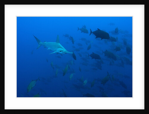 Scalloped Hammerhead Shark school (Sphyrna lewini) by Anonymous