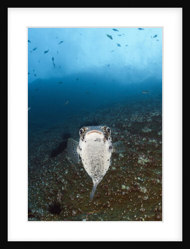 Porcupinefish (Diodon hystrix) by Anonymous