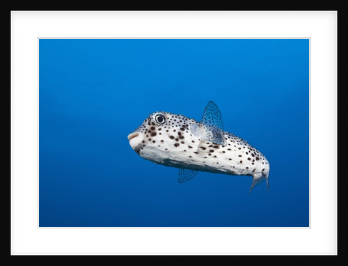 Porcupinefish (Diodon hystrix) by Anonymous