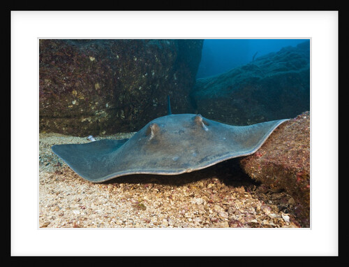 Diamond Stingray (Dasyatis brevis) by Anonymous