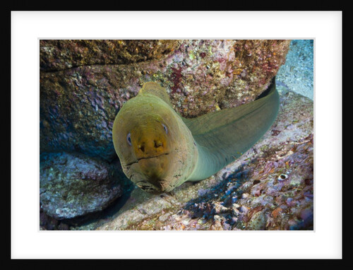 Panamic Green Moray Eel (Gymnothorax castaneus) by Anonymous