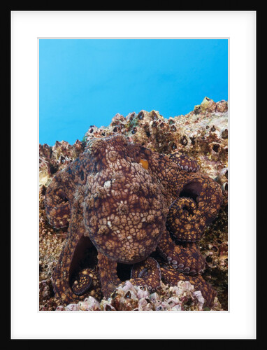 Common Octopus camouflaged (Octopus vulgaris) by Anonymous