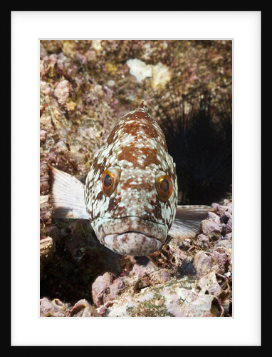 Starry Grouper (Epinephelus labriformis) by Anonymous