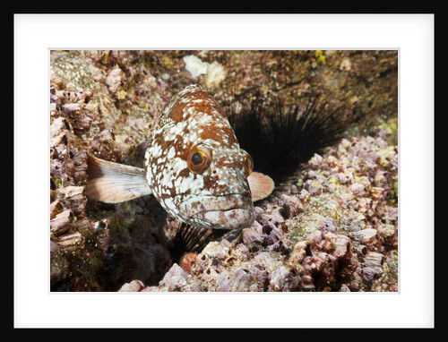 Starry Grouper (Epinephelus labriformis) by Anonymous