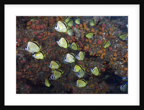 Barberfish school (Johnrandallia nigrirostris) by Anonymous