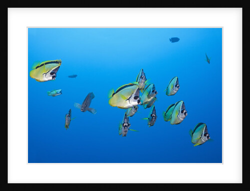 Barberfish school (Johnrandallia nigrirostris) by Anonymous