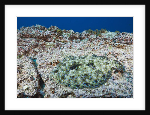 Pacific Leopard Flounder camouflaged (Bothus leopardinus) by Anonymous
