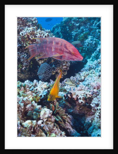Mexican Hogfish (Bodianus diplotaenia), Clarion Angelfish (Holacanthus clarionensis) and Guineafowl Puffer (Arothron meleagris) by Anonymous